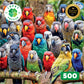 Feathered Friends Fiesta